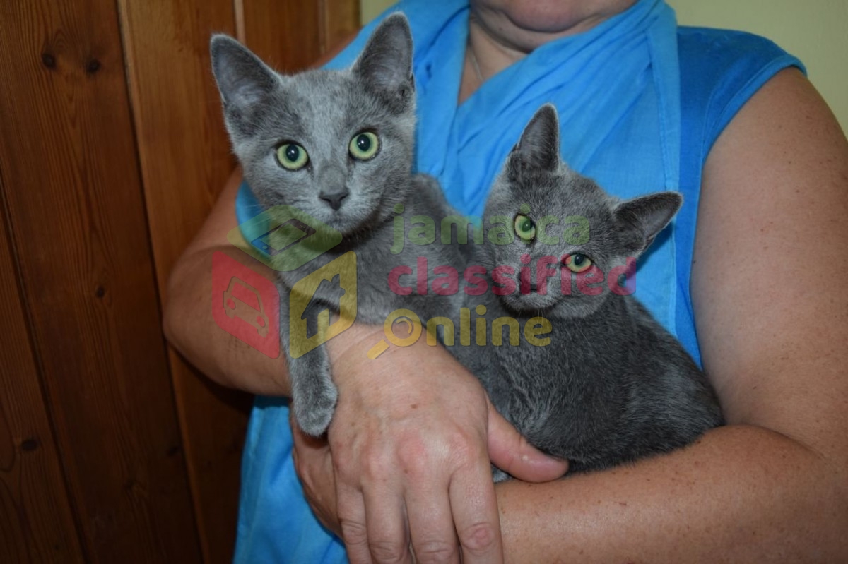 For Sale Lovely Russian Blue Kittens Kington   Lovely Russian Blue Kittens Amrpdwks 1 