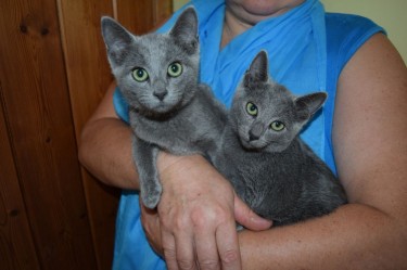 Lovely Russian Blue Kittens