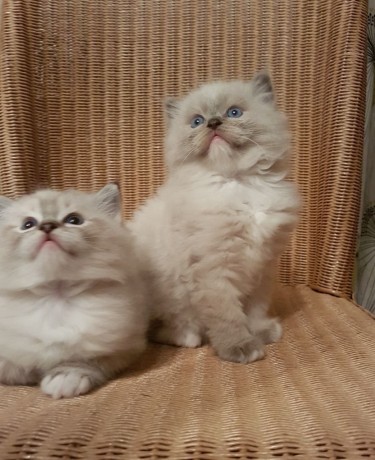 Gorgeous Ragdoll Kittens For Adoption