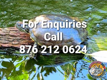 Pond Turtles 