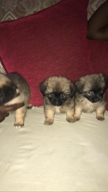 Pomeranian/shitzu Puppies 