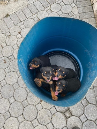 Pure Bred Rottweiler Pups