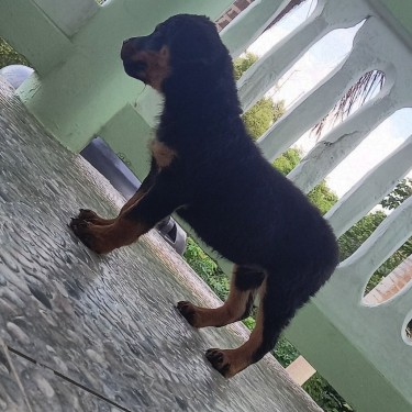 Male Rottweiler Puppy For Sale