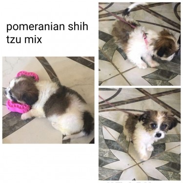Pomeranian Shih Tzu Female