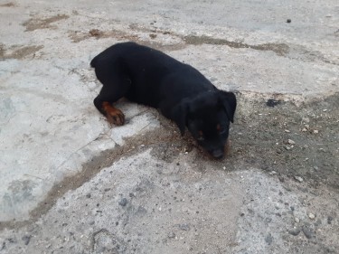 Male Rottweiler Puppies For Sale