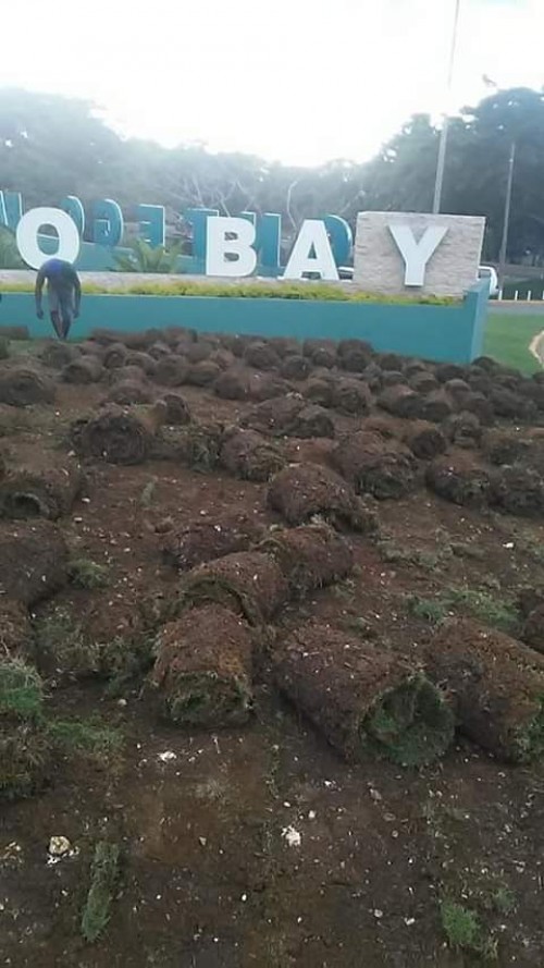 Sod/Turf Zoysia And Crabgrass