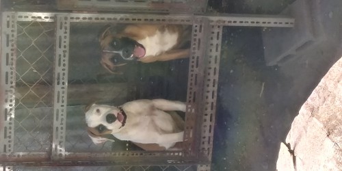 Frenchmastiff Mix X Bulldog 7 Month Pups