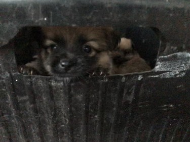 Puppies For Sale! Available On 24Dec 2020
