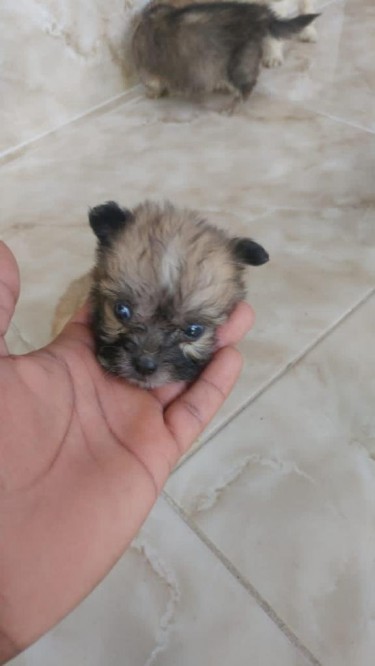 Shitzu Pomeranian Puppy For Sale 