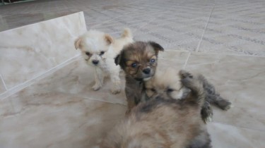 Shitzu Pomeranian Puppy For Sale 