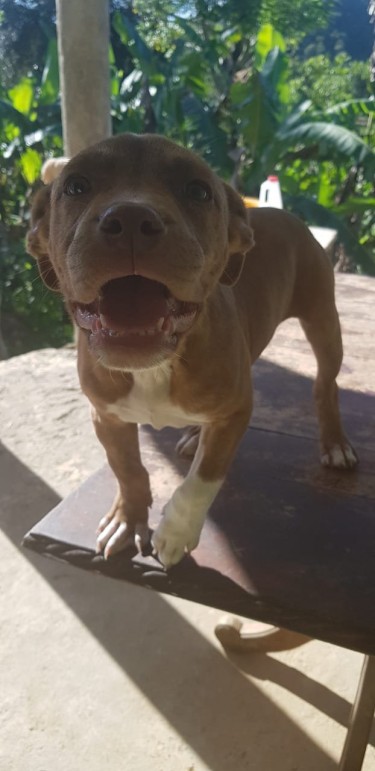 14 Weeks Female Bully Pit (3 Vaccines Given)