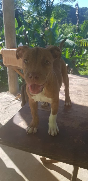 14 Weeks Female Bully Pit (3 Vaccines Given)