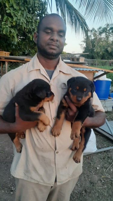 Male And Female Rottweiler Puppies 