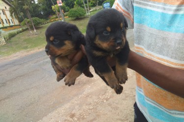 Purebred Rottweiler Puppies 