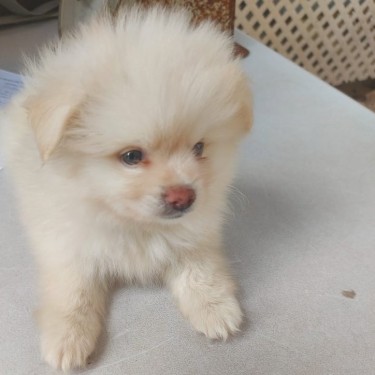 Thumb Male Pomeranian Puppy For Sale B9gwsmyu 1 