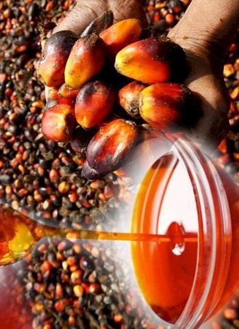 Palm Oil For Cooking,biodiesel And Other Use