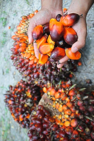 Palm Oil For Cooking,biodiesel And Other Use