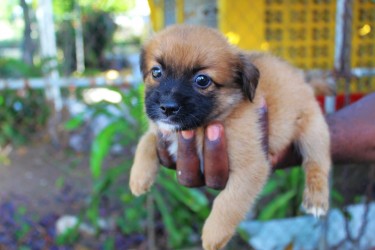 Male Shih Tzu Poodle Puppies