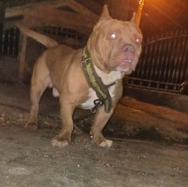 Adult Male American Bully