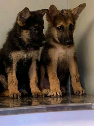 German Shepherds Puppies 