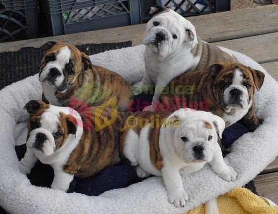 English Bulldog Puppies Place for sale in Clarendon Clarendon - Dogs