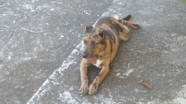 Catahoula Female Pup