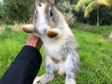 Rabbits For Sale 