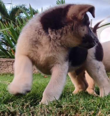 8 Weeks Old Male Akita-Shepherd Pups