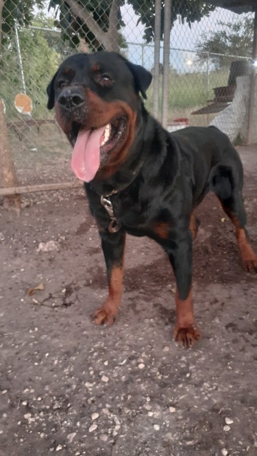 Rottweiler Stud Service Available