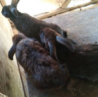 Two(2) Black Female Rabbits 