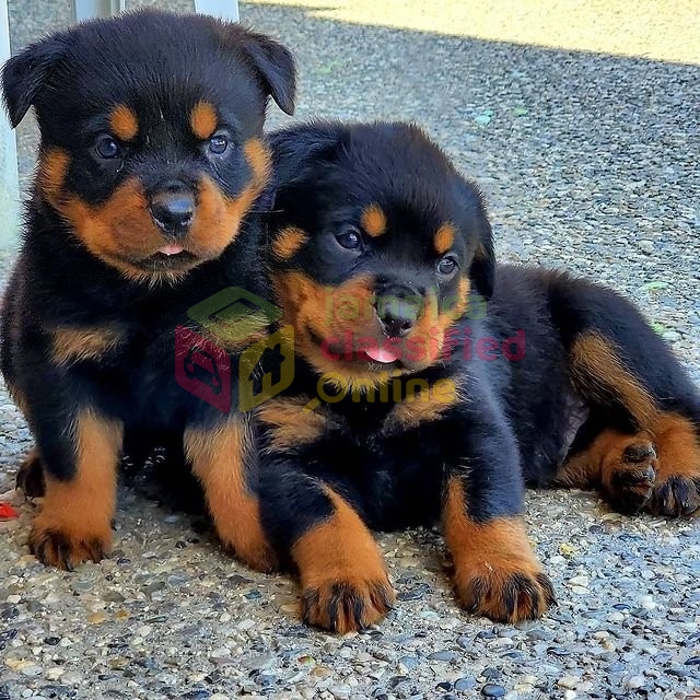 Rottweiler Puppies Available Now! for sale in Kingston