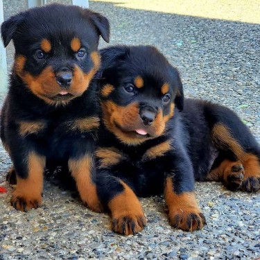 Rottweiler Puppies Available Now!