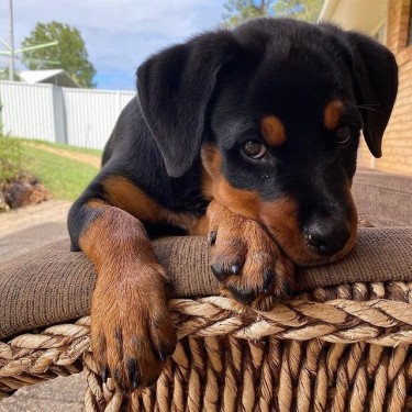 Rottweiler Puppies Available Now!