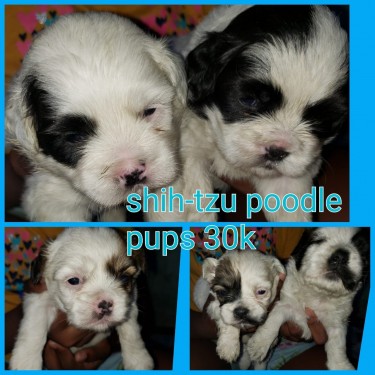 Adorable Shih-tzu Poodle Pups