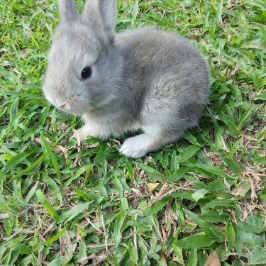 Rabbits For Sale