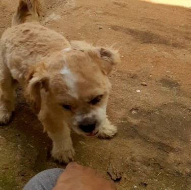 Shih Tzu Pomeranian Mix Male Dog For Adoption  