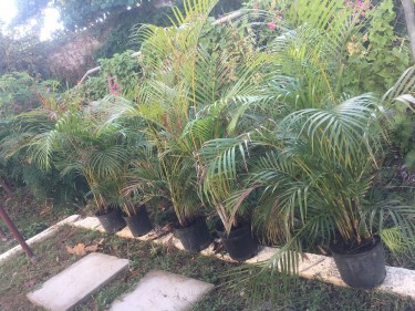 Areca Palms Plants