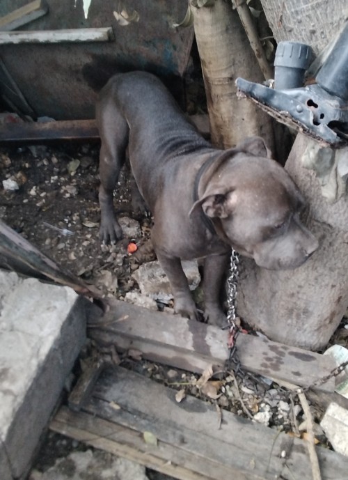 Full Breed Pit Pull Stud Service