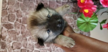 Female Pomeranian Puppies Available 