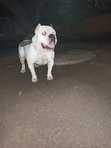 Purebred 2 Years Old Male  American Bully 