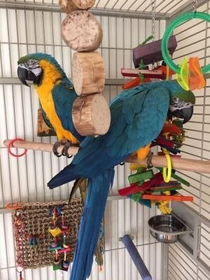 Pair Of Blue And Gold Macaw Parrots For Sale