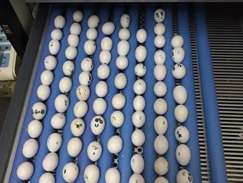 Parrot Eggs For Sale