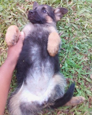 German Shepherd Puppies 