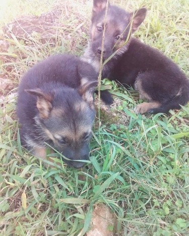 German Shepherd Puppies 