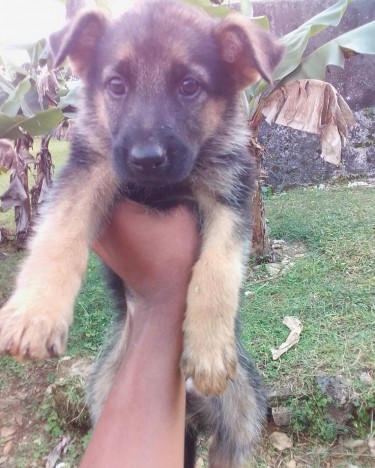 German Shepherd Puppies 