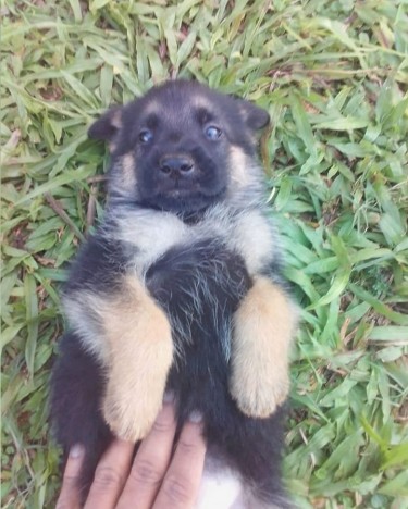 German Shepherd Puppies 