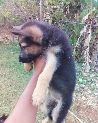 German Shepherd Puppies 