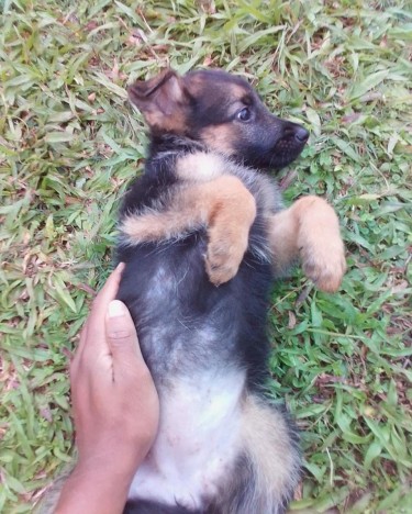 German Shepherd Puppies 