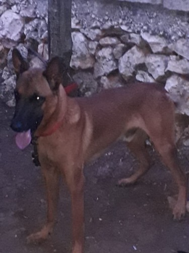 German  Sherperd Mix With Malinois