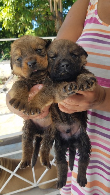 Rotti Pups And Mastiff Pups